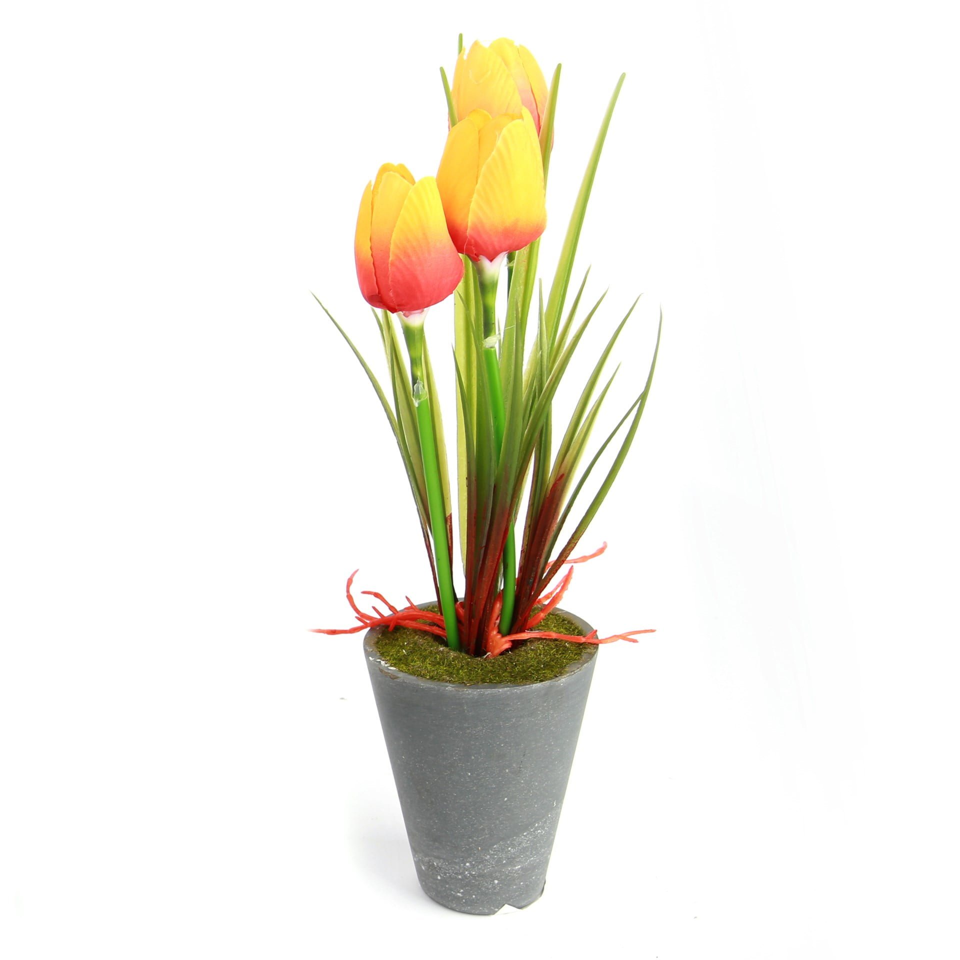 Planta c- 3 tulipanes maceta gris – ABC