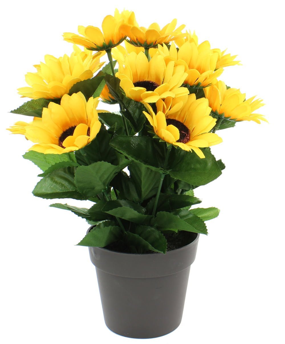 Planta c-15 girasoles maceta negra