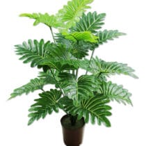 Planta aralia 18 hojas
