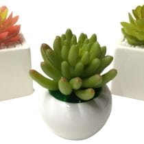 Tuna mini en maceta blanca cuadrada