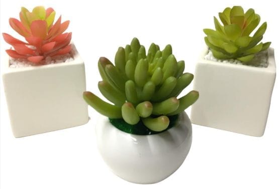 Tuna mini en maceta blanca cuadrada