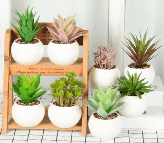 Cactus chiquito en macetita blanca