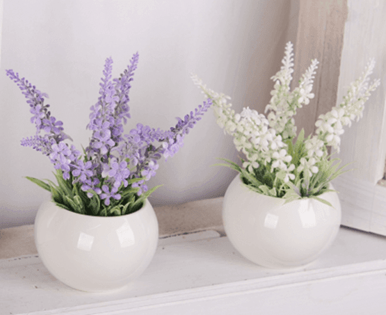 Plantita lavanda en maceta chiquita