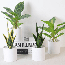 Planta en maceta blanca delicadita