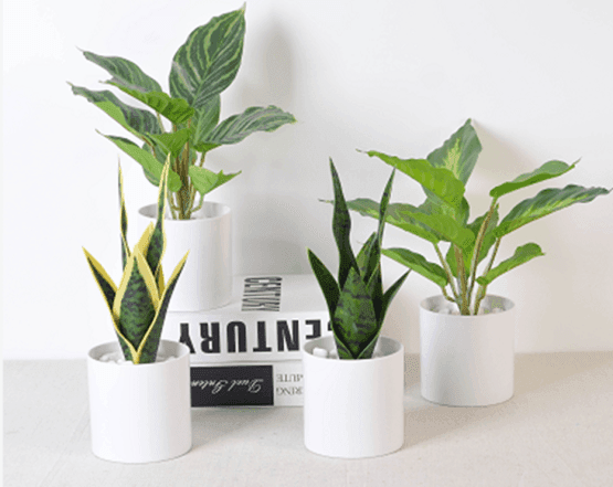 Planta en maceta blanca delicadita