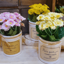 Planta margaritas chiquita p/escritorio