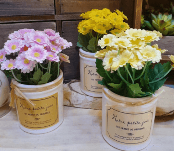 Planta margaritas chiquita p/escritorio