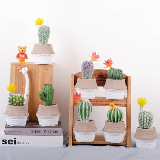 Cactus en macetita canasto
