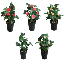 Planta artificial camelias 26 cm
