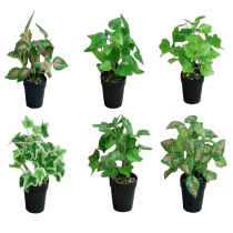 Planta artificial 24 cm maceta negra